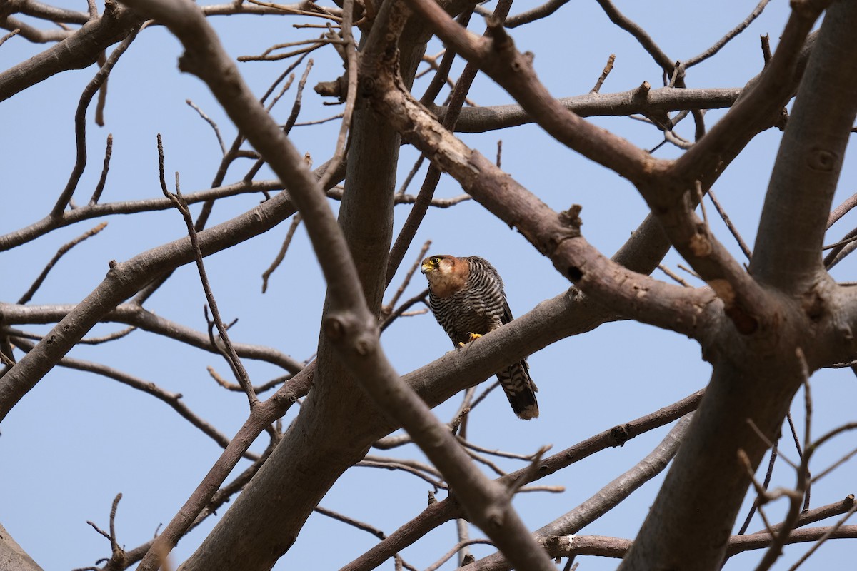 Red-necked Falcon - ML618031166