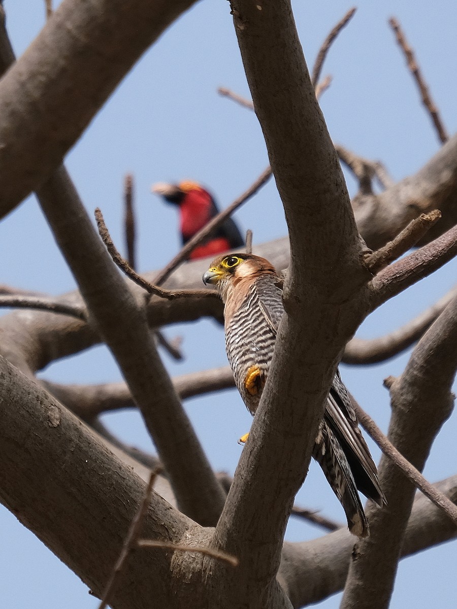 Red-necked Falcon - ML618031167