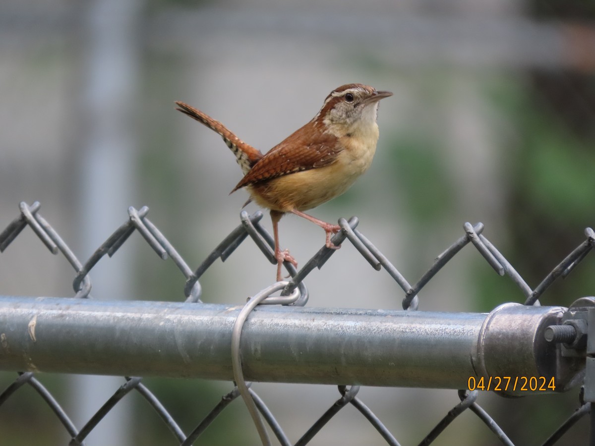 Carolina Wren - Susan Leake