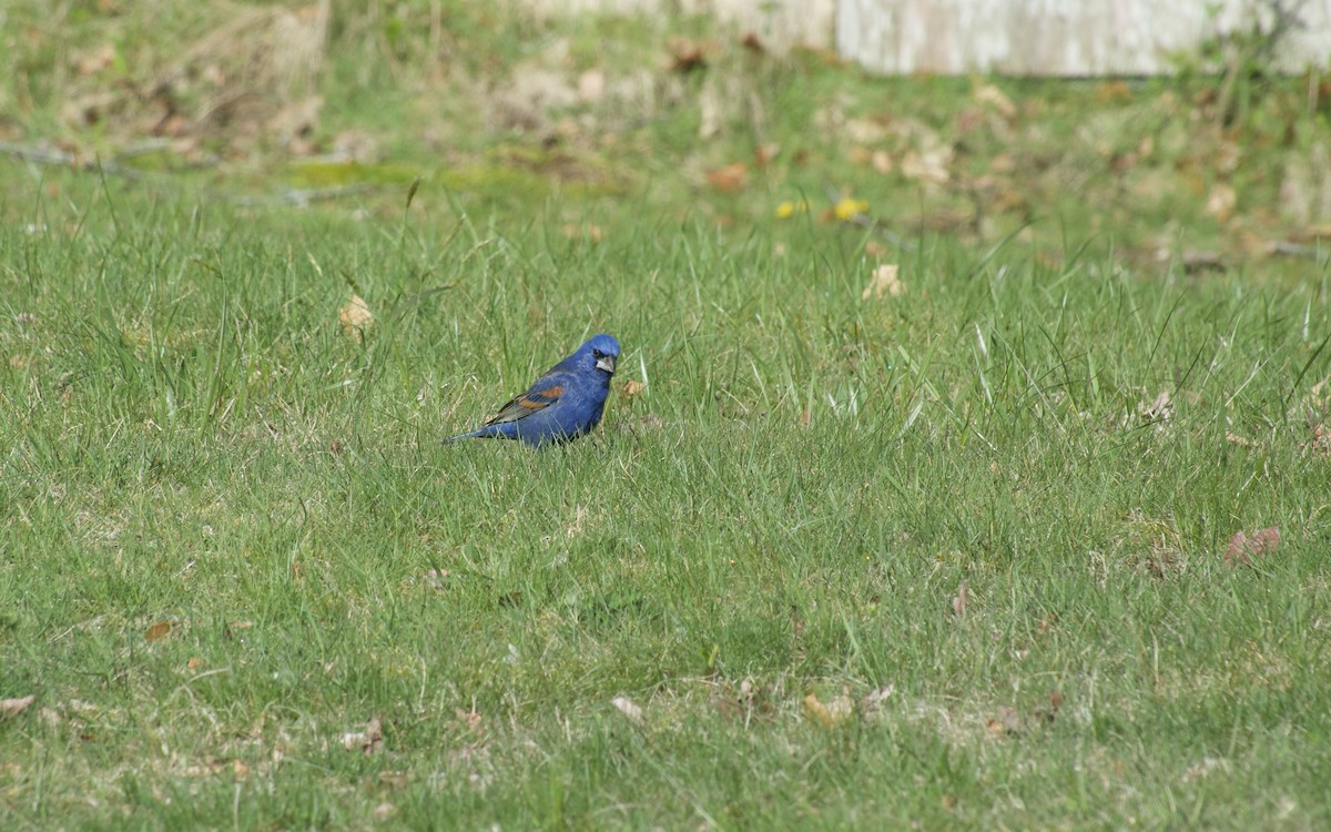 Blue Grosbeak - Ed Eden