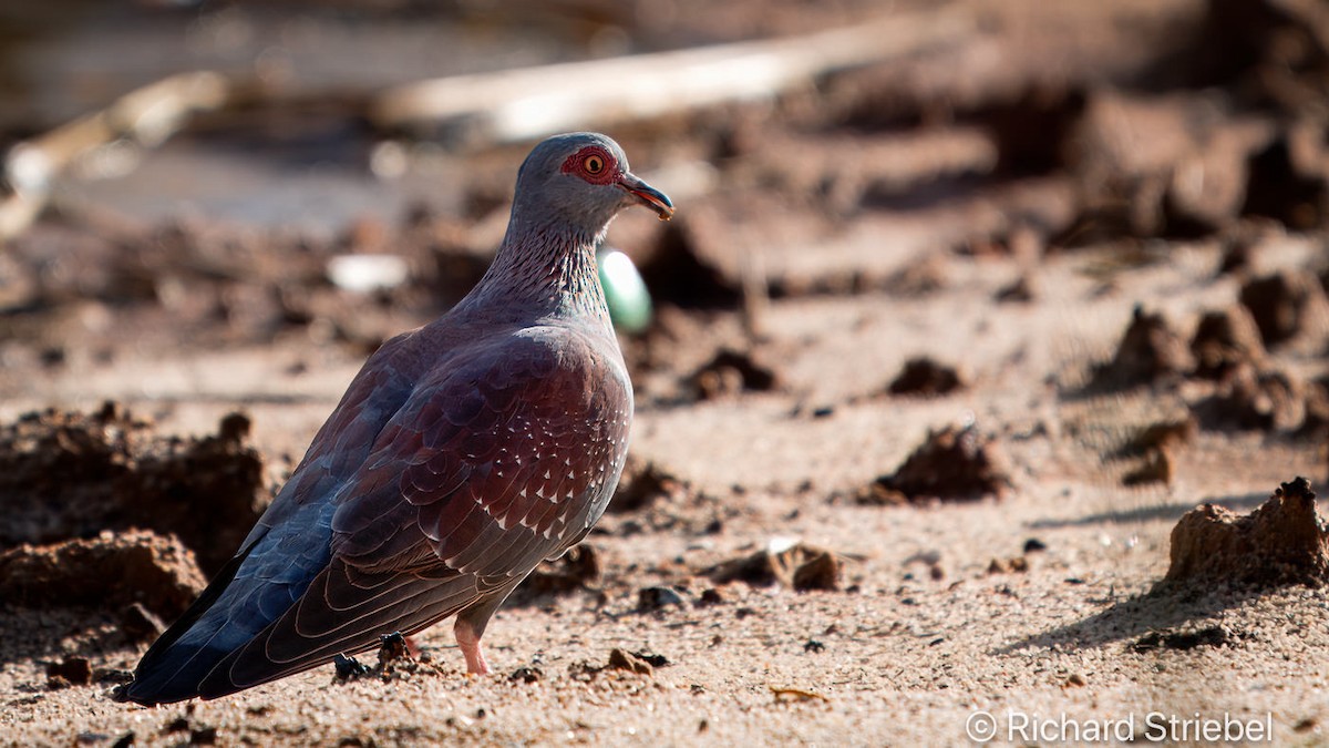 Speckled Pigeon - Richard Striebel