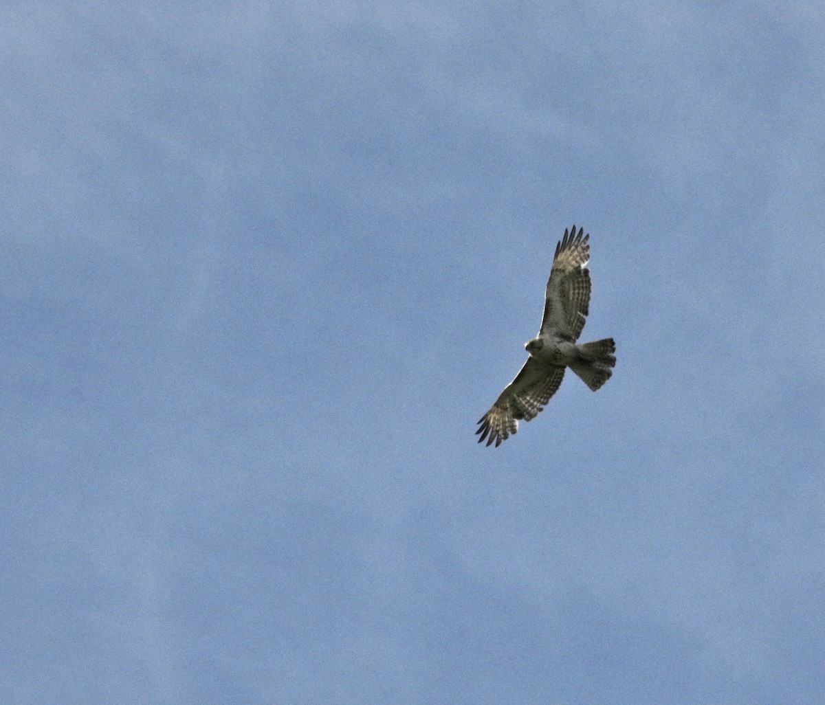 Red-tailed Hawk - ML618031237