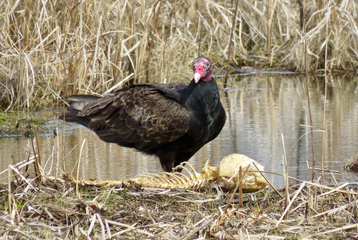 Turkey Vulture - ML618031249