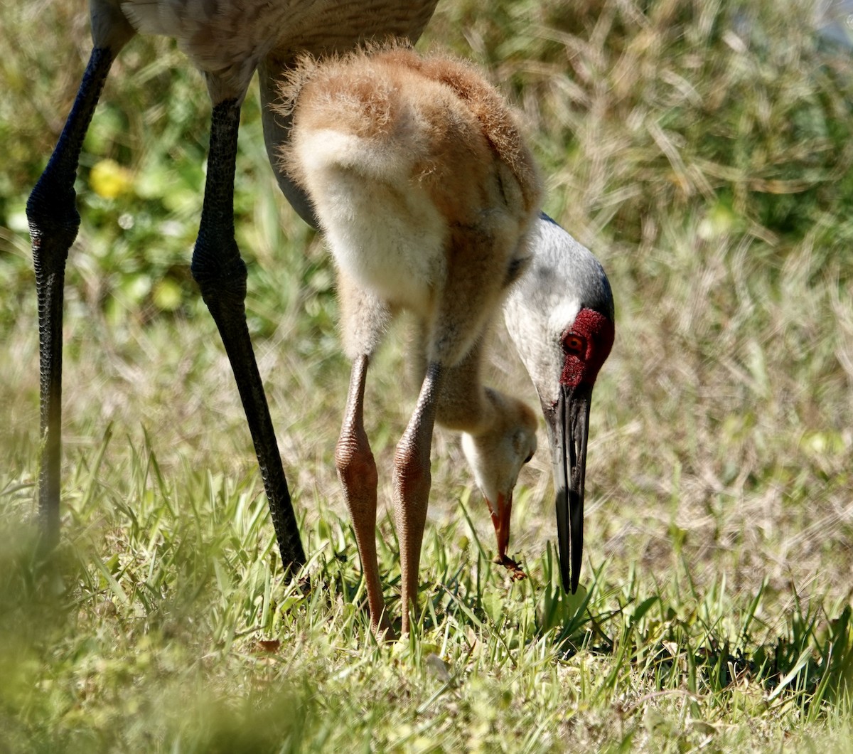 Sandhill Crane - ML618031271