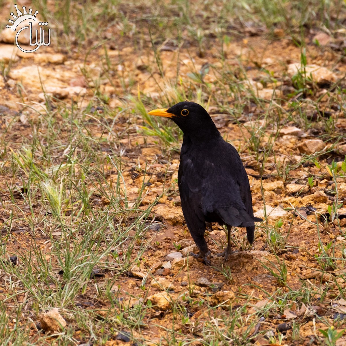 Eurasian Blackbird - ML618031272