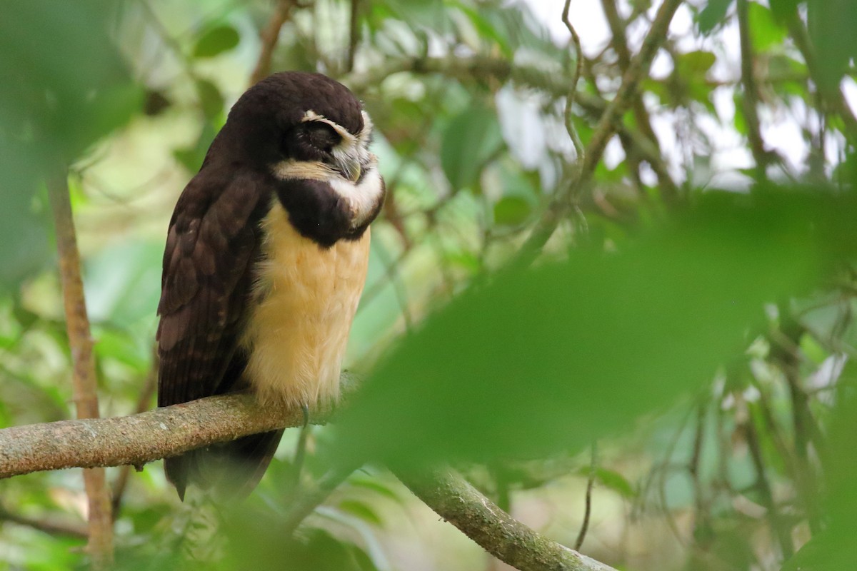 Spectacled Owl - ML618031290