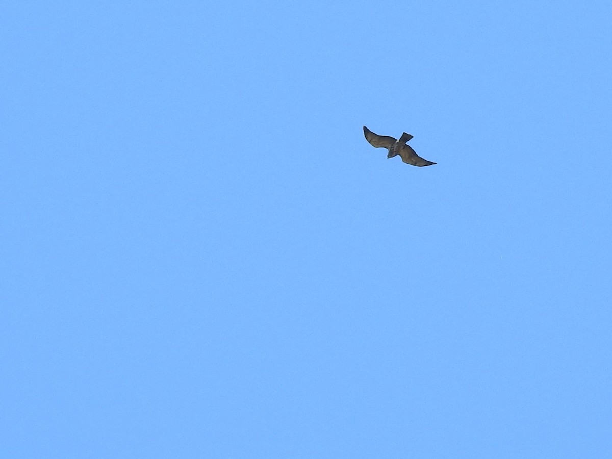 Swainson's Hawk - ML618031300