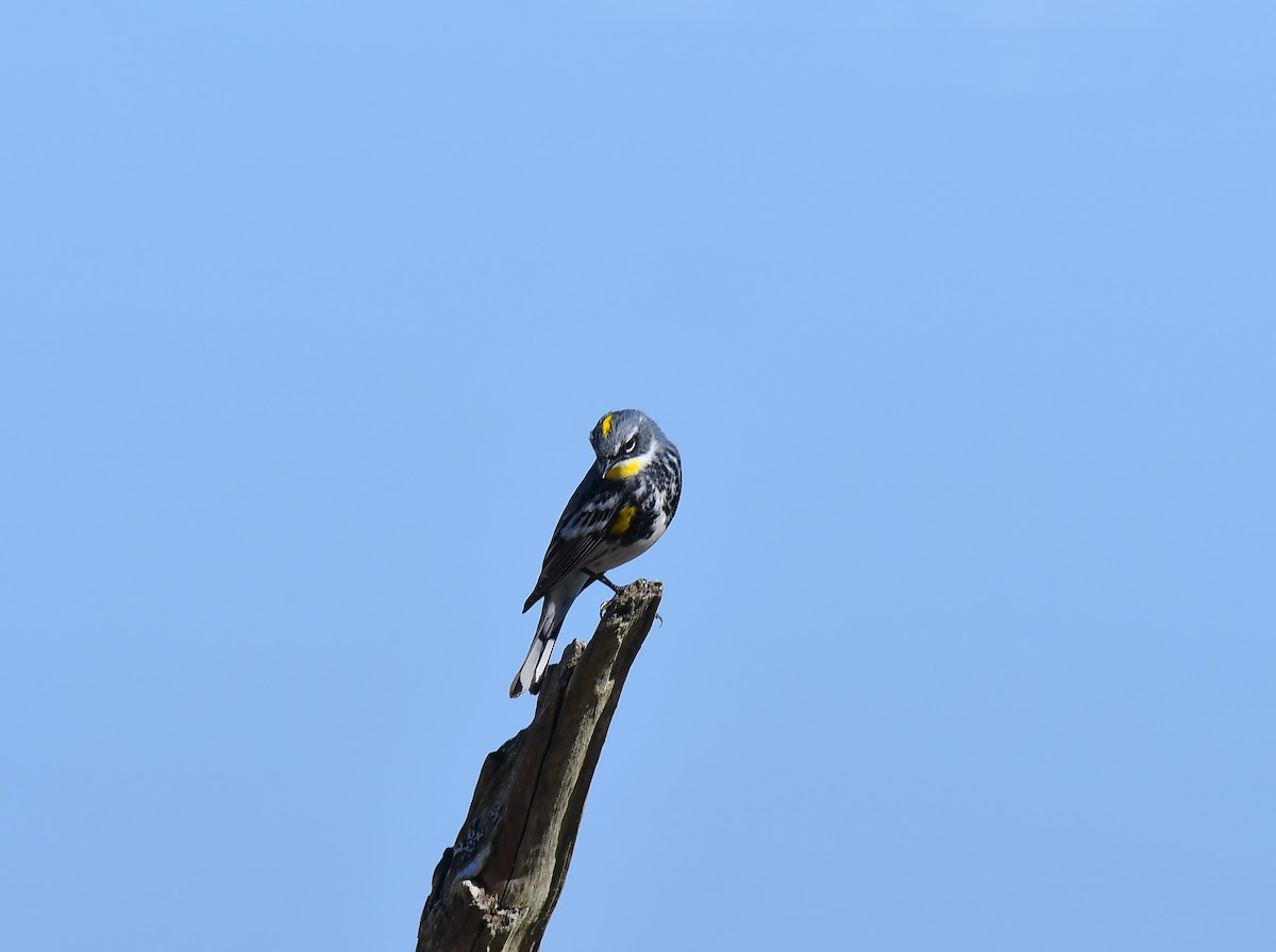 Yellow-rumped Warbler (Myrtle x Audubon's) - Mark Schwan