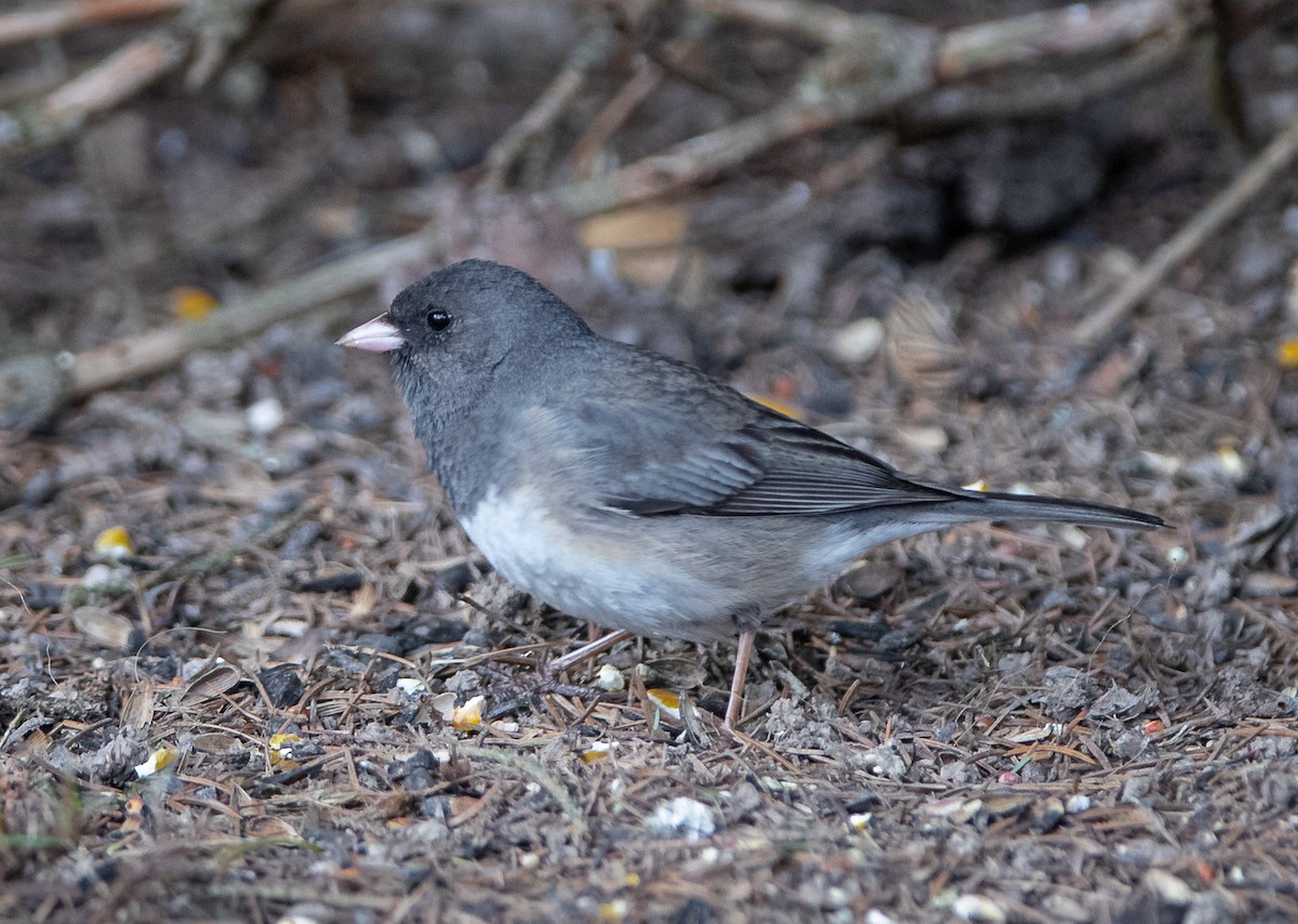 Junco Ojioscuro (hyemalis/carolinensis) - ML618031333