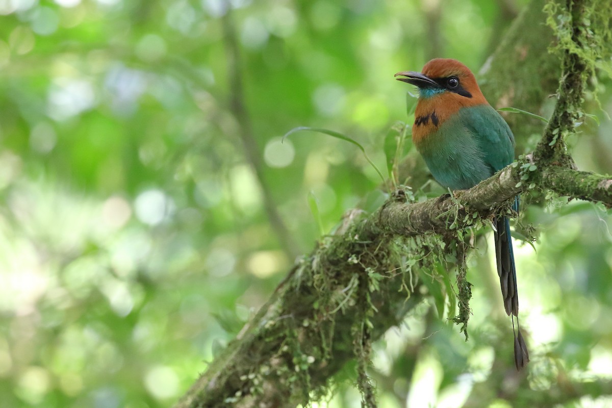 Broad-billed Motmot - Brian Gibbons