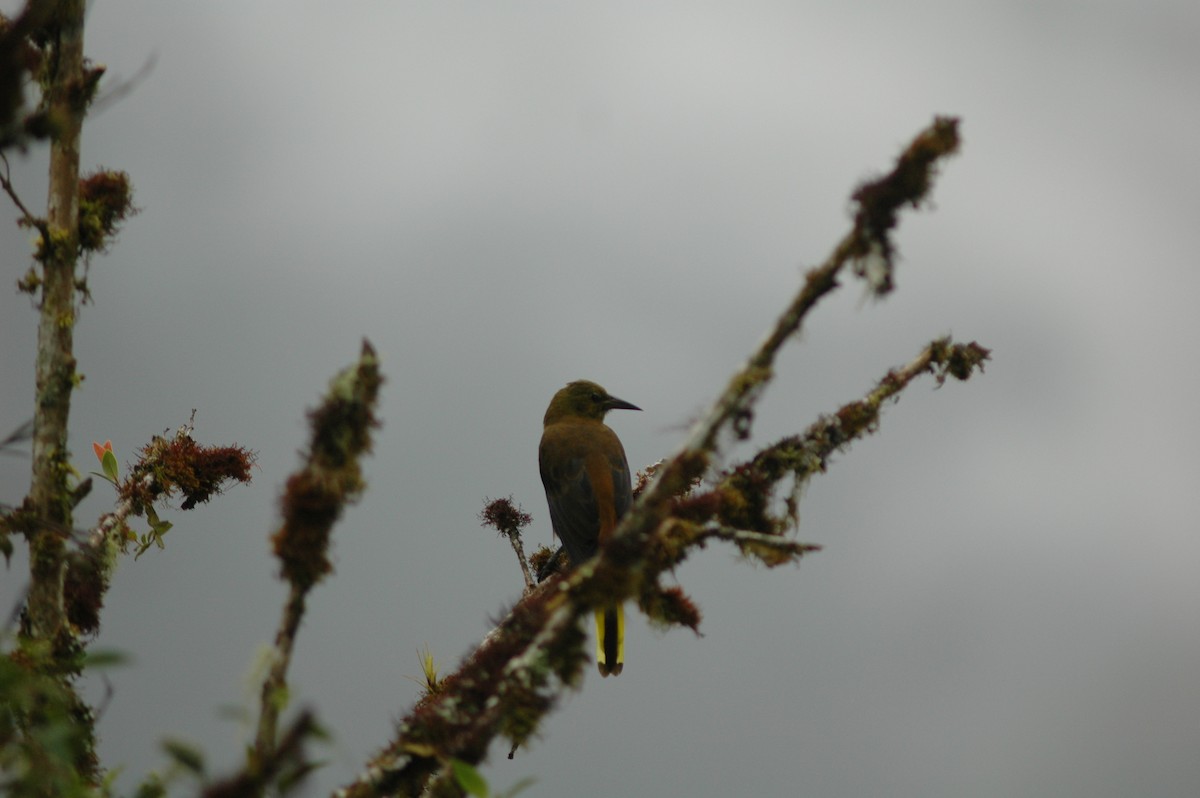 Russet-backed Oropendola - Francisco Sornoza