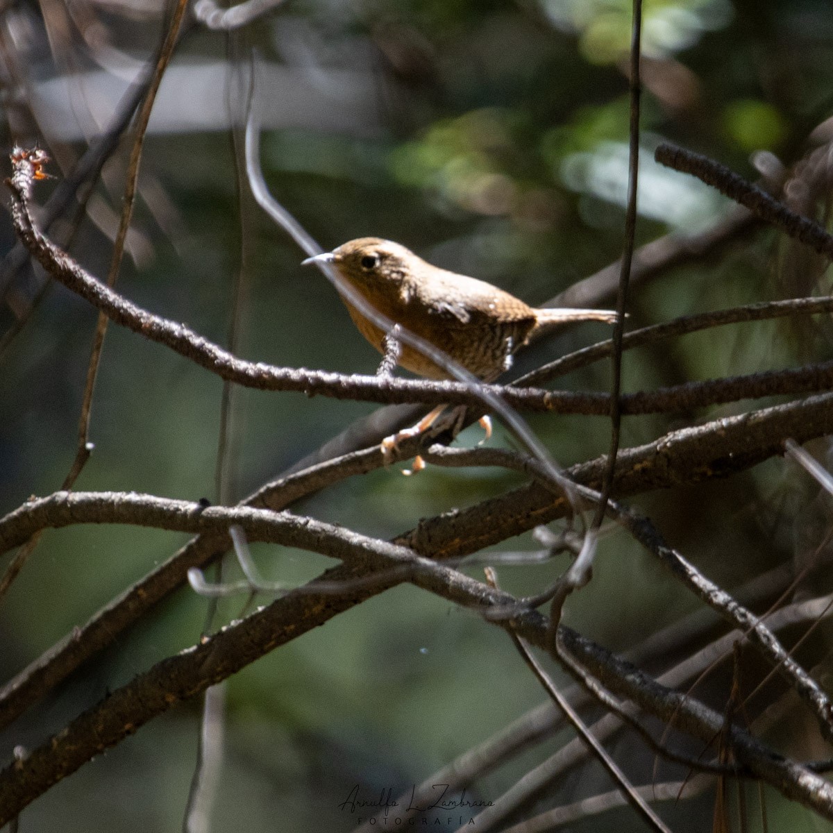 House Wren - Arnulfo López