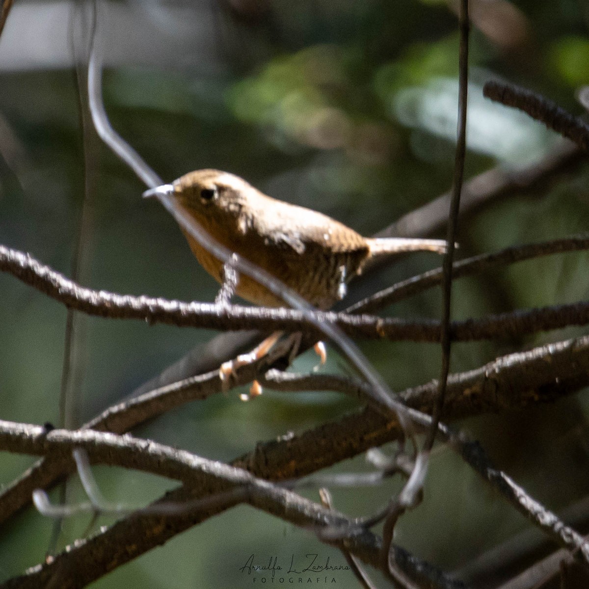 House Wren - Arnulfo López