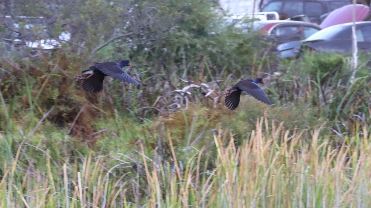 Australasian Swamphen - ML618031374