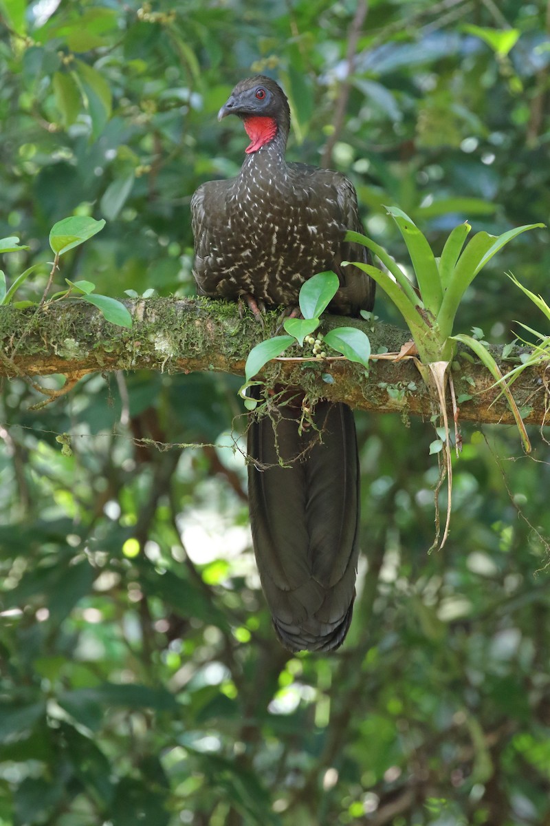 Crested Guan - ML618031383