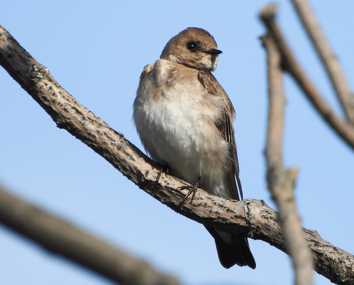 Northern Rough-winged Swallow - Tina Li