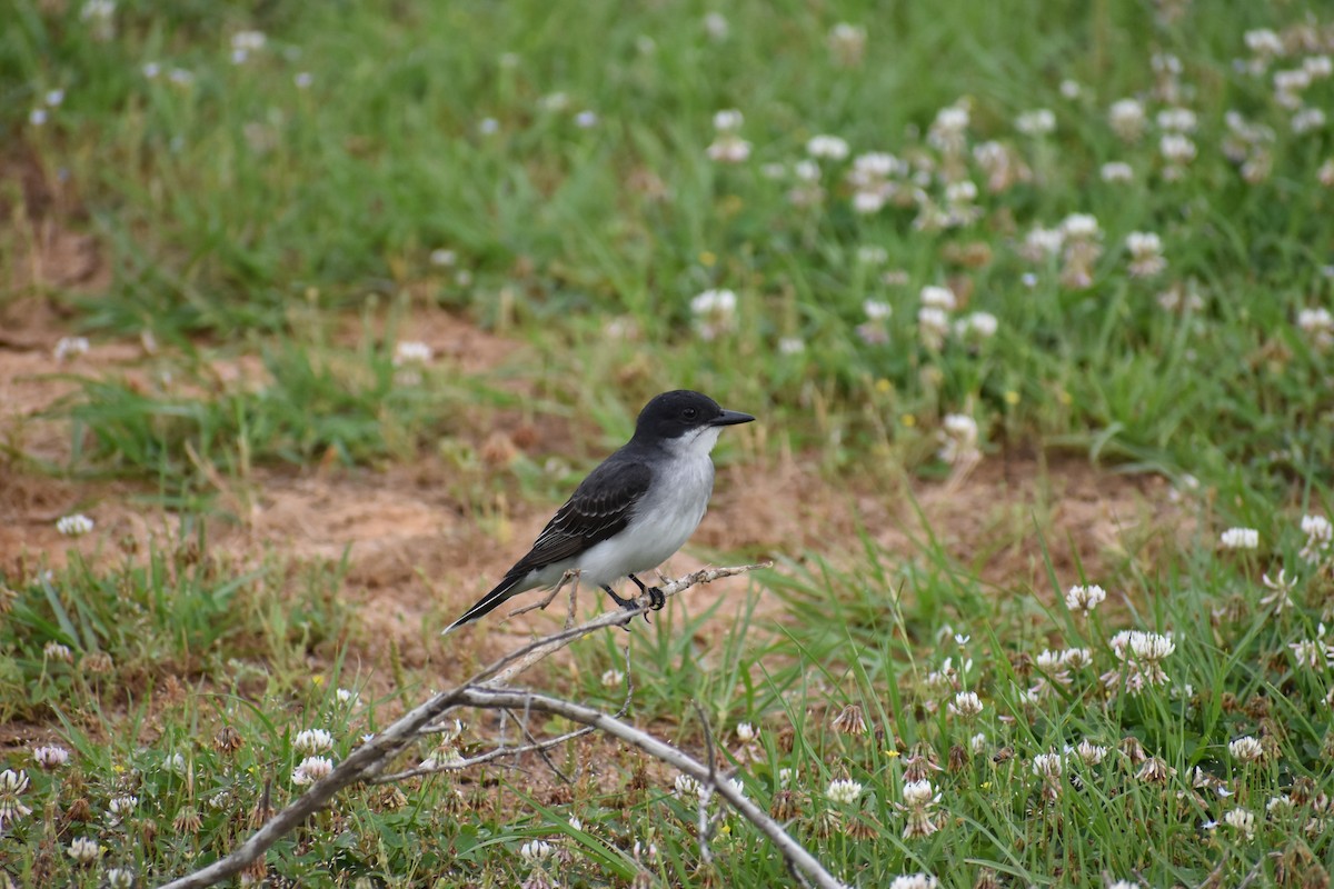 Eastern Kingbird - ML618031452