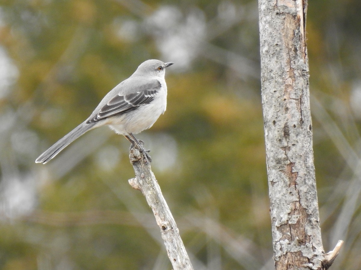 Northern Mockingbird - ML618031482