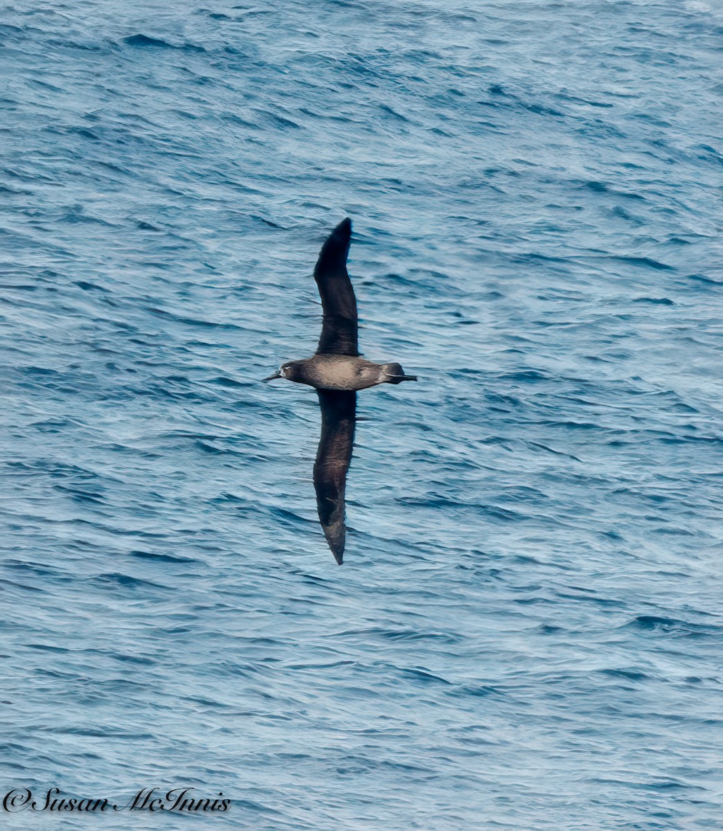 Albatros à pieds noirs - ML618031486