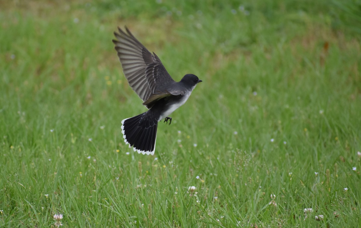 Eastern Kingbird - Tyson Hart