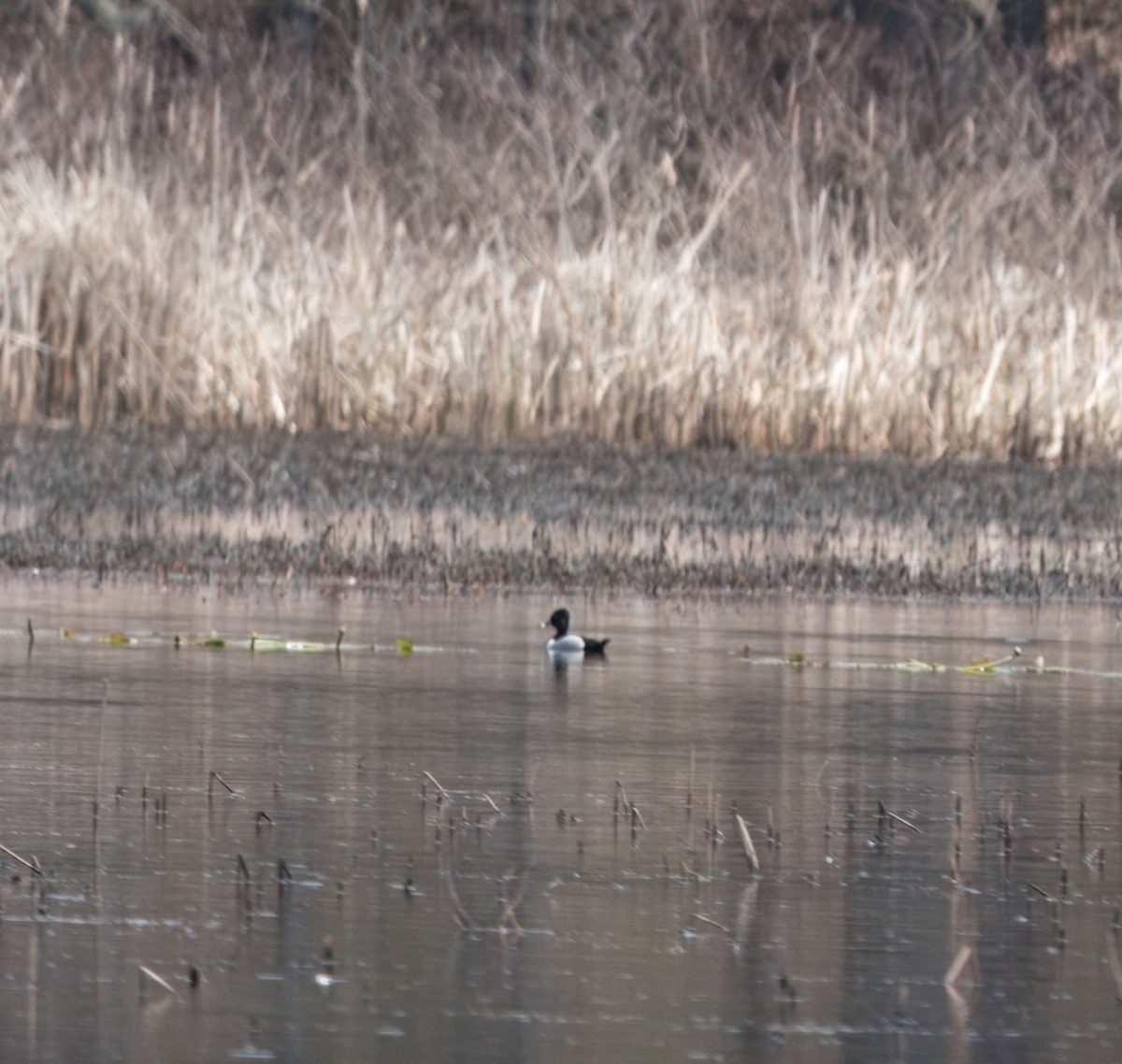 Ring-necked Duck - Felipe Lopez