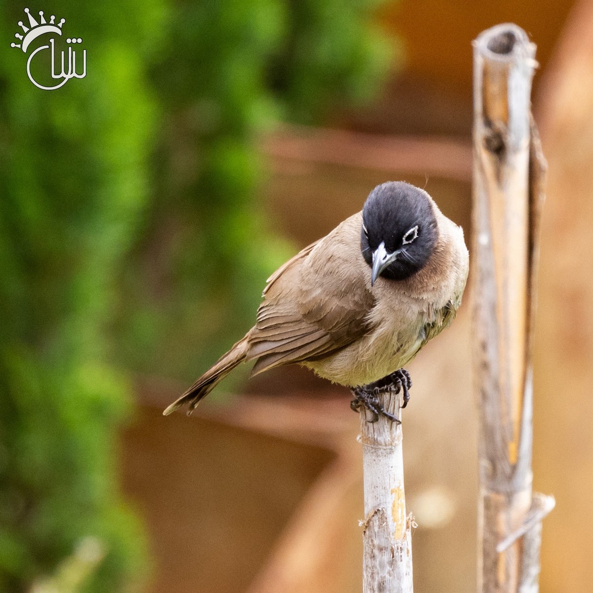 bulbul arabský - ML618031534