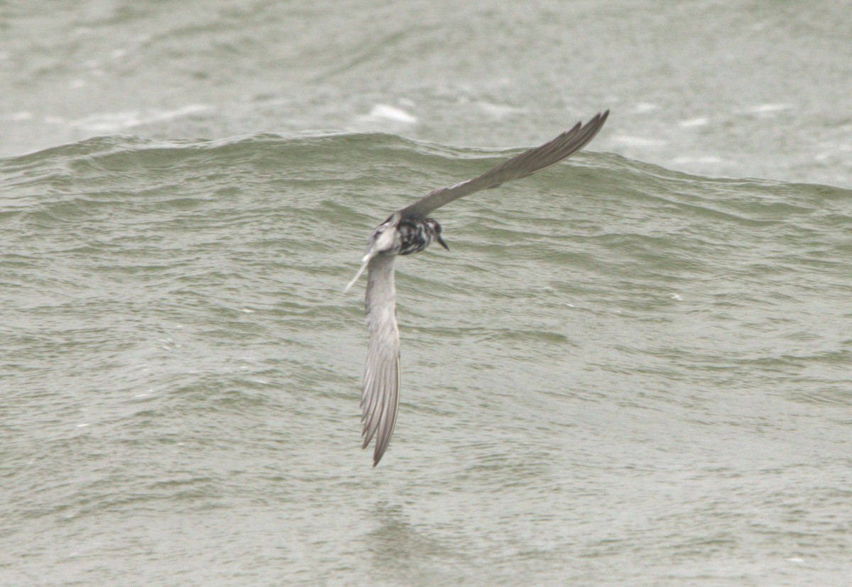 Black Tern - ML618031590