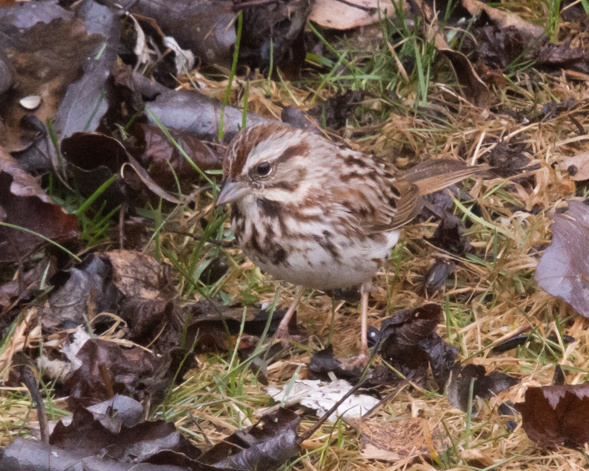 Song Sparrow (melodia/atlantica) - ML618031592