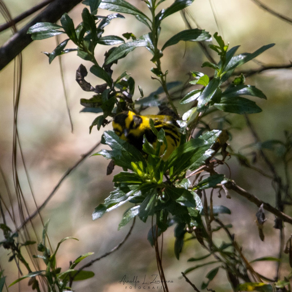 Townsend's Warbler - Arnulfo López