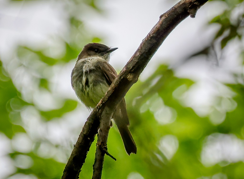 Eastern Phoebe - ML618031612