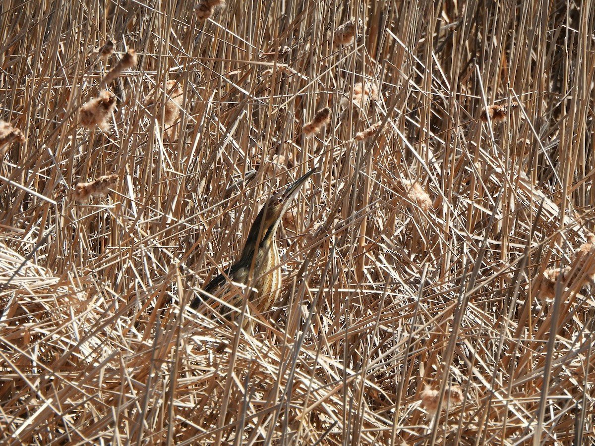 American Bittern - Nathalie Ouellet