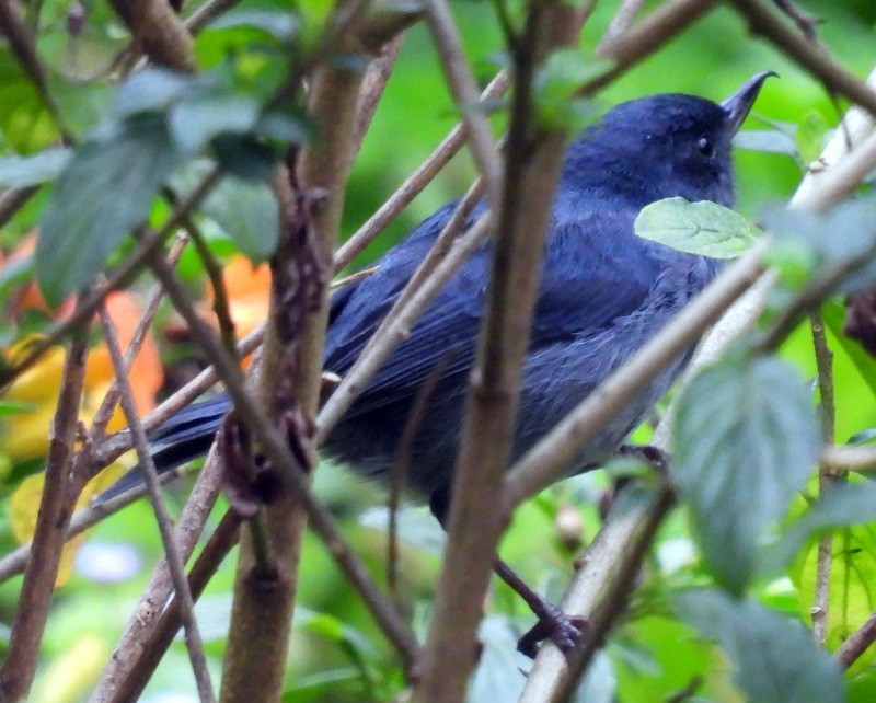 Slaty Flowerpiercer - ML618031626