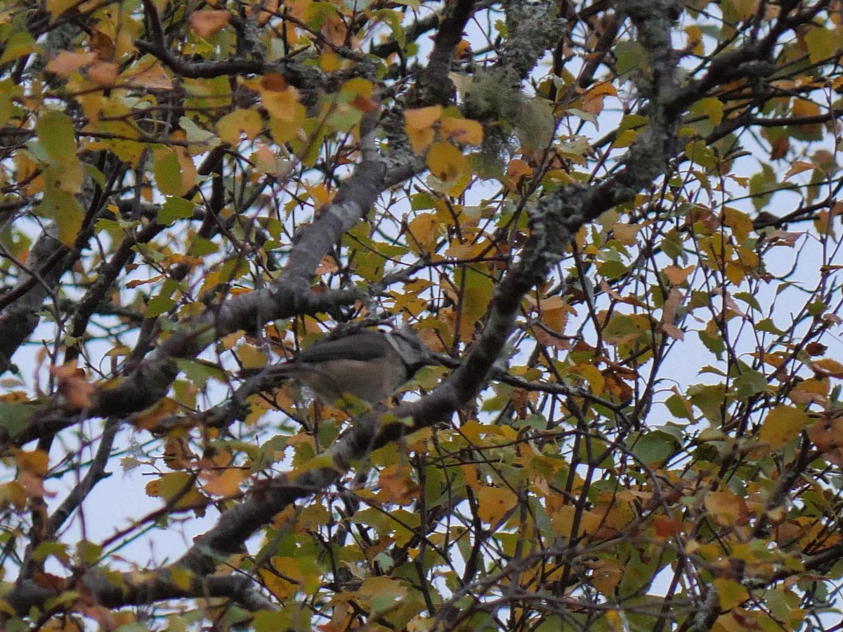 Crested Tit - Tom Carley