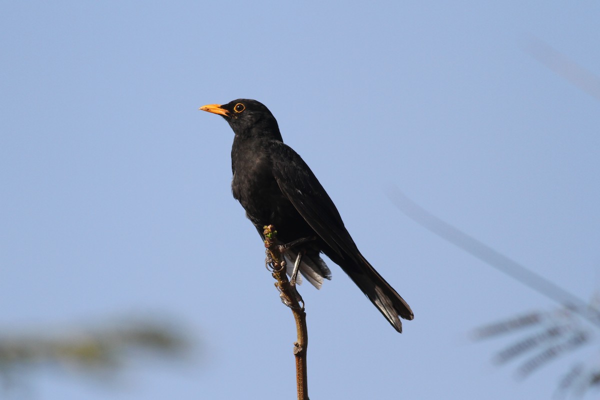 Eurasian Blackbird - ML618031642