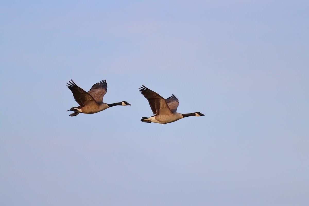 Canada Goose - ML618031647