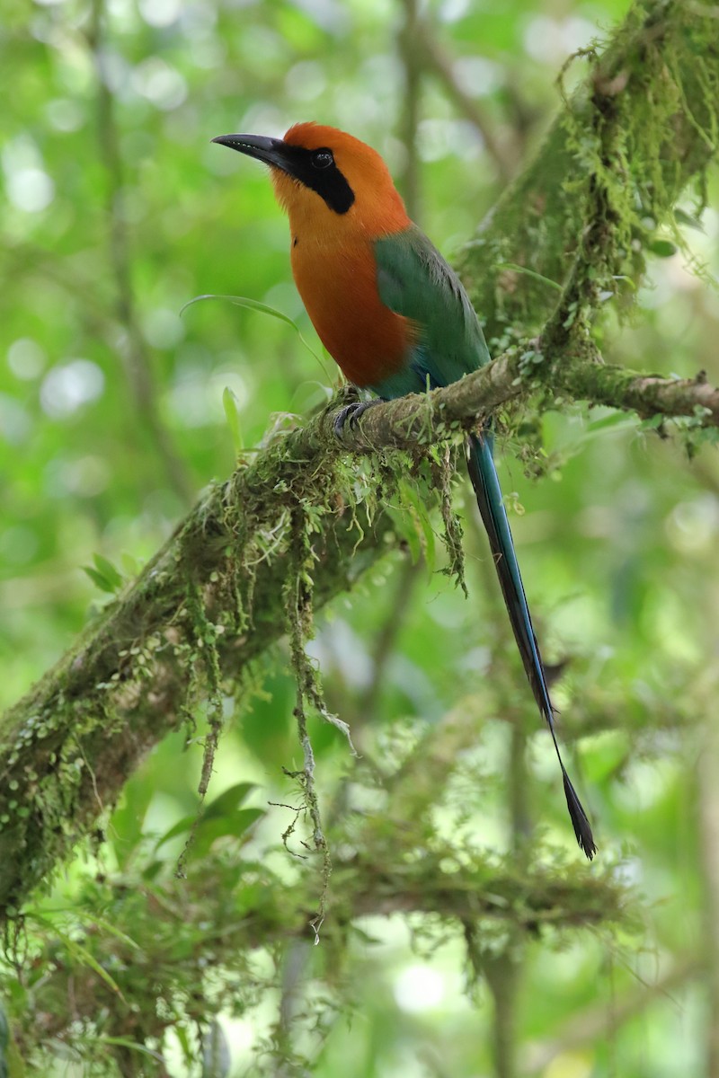 Rufous Motmot - ML618031649