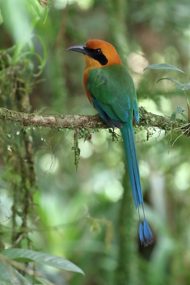 Rufous Motmot - ML618031652