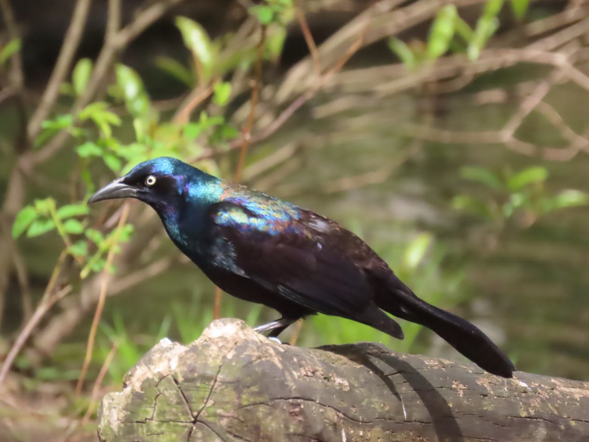 Common Grackle - ML618031657
