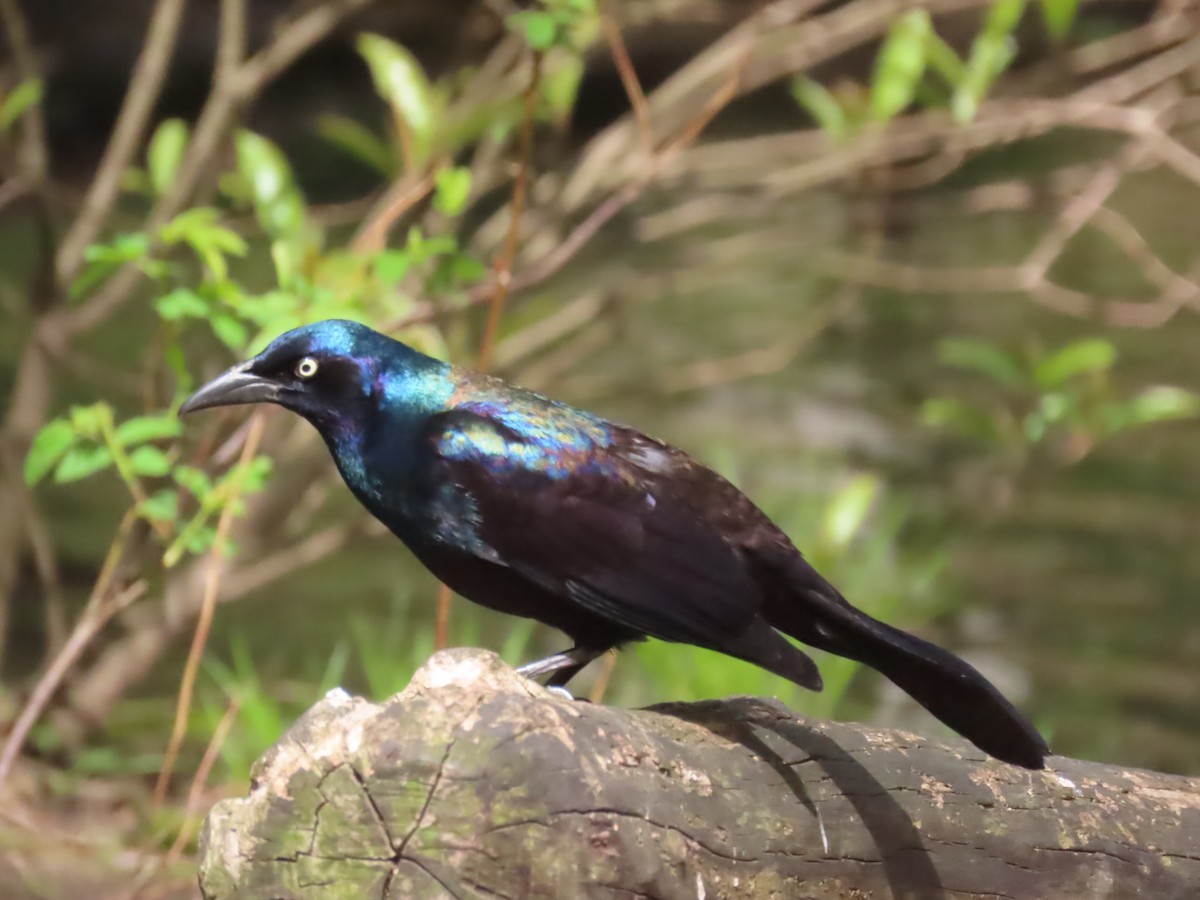 Common Grackle - Ursula  Mitra