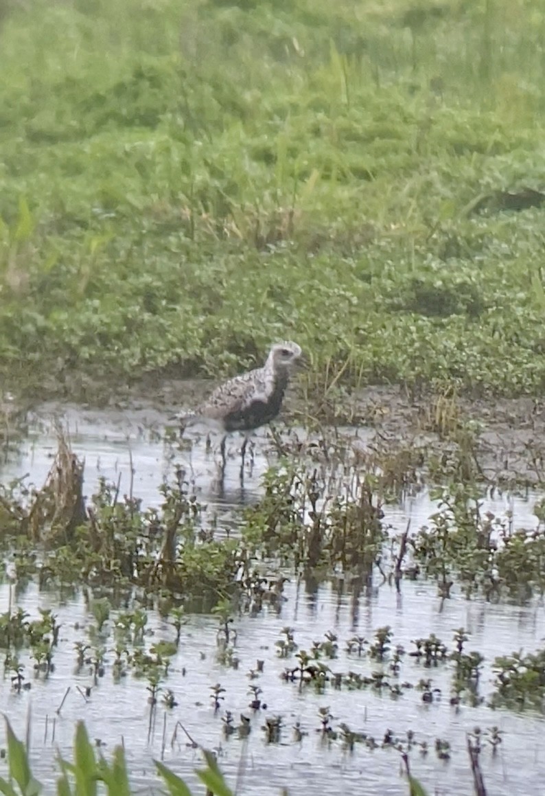 Black-bellied Plover - Jonathan Reimer-Berg