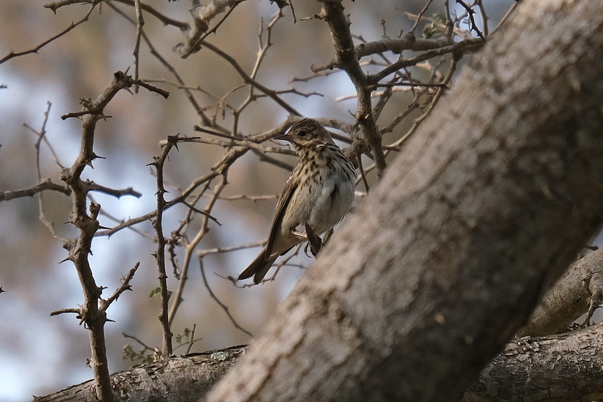 Tree Pipit - Olivier Flament