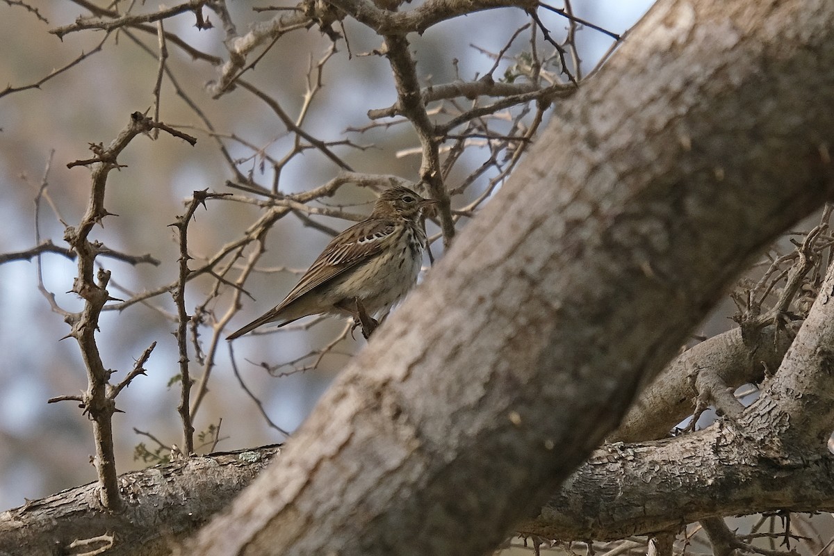 Tree Pipit - ML618031667