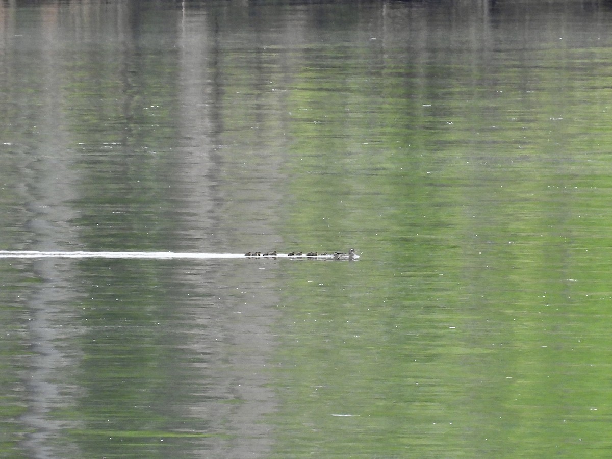 Wood Duck - ML618031671