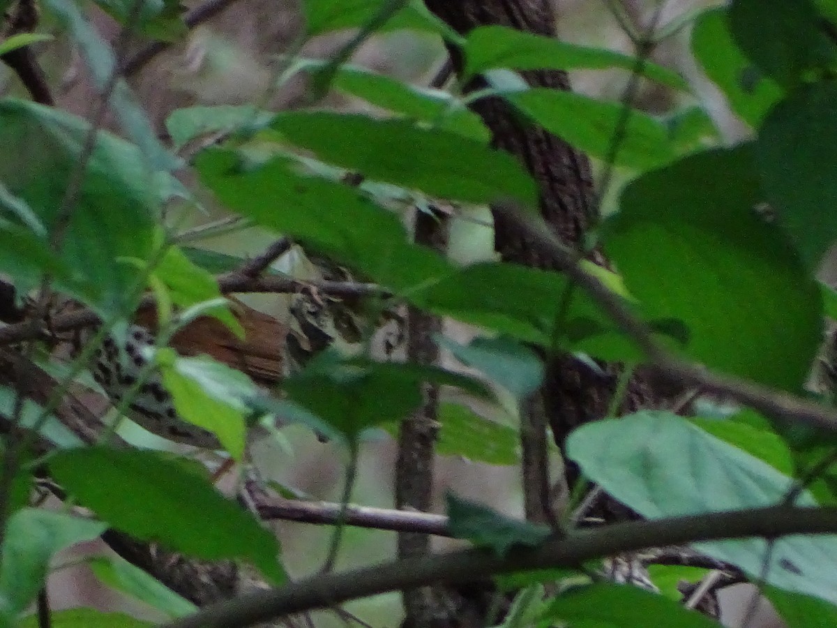 Wood Thrush - Michelle Kubin