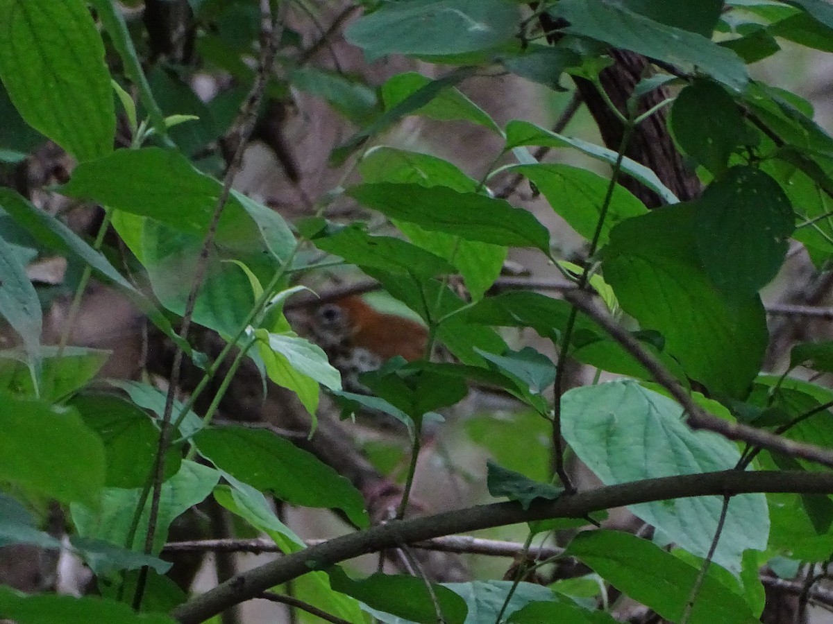 Wood Thrush - Michelle Kubin