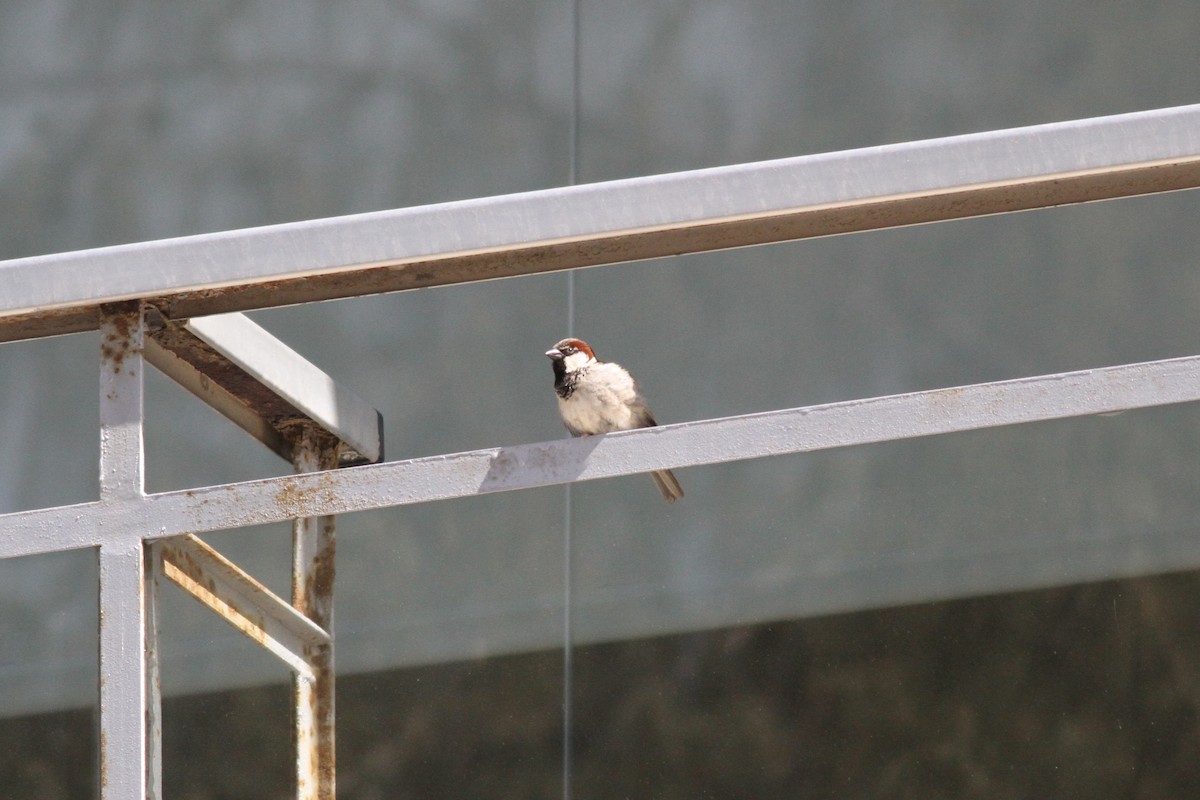 House Sparrow - Xabier Remirez