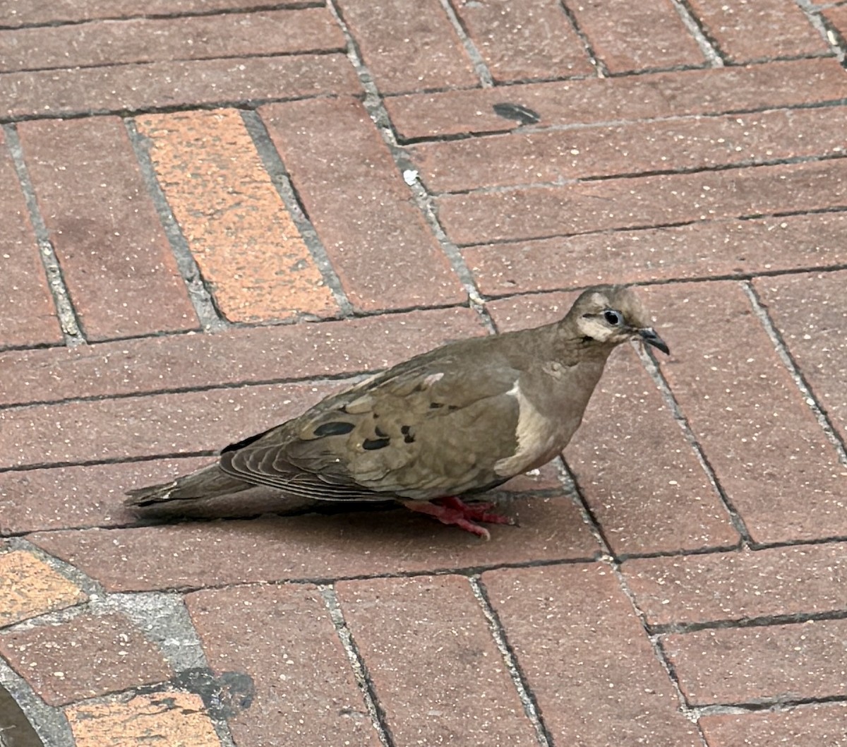 Eared Dove - Deb Ellinger