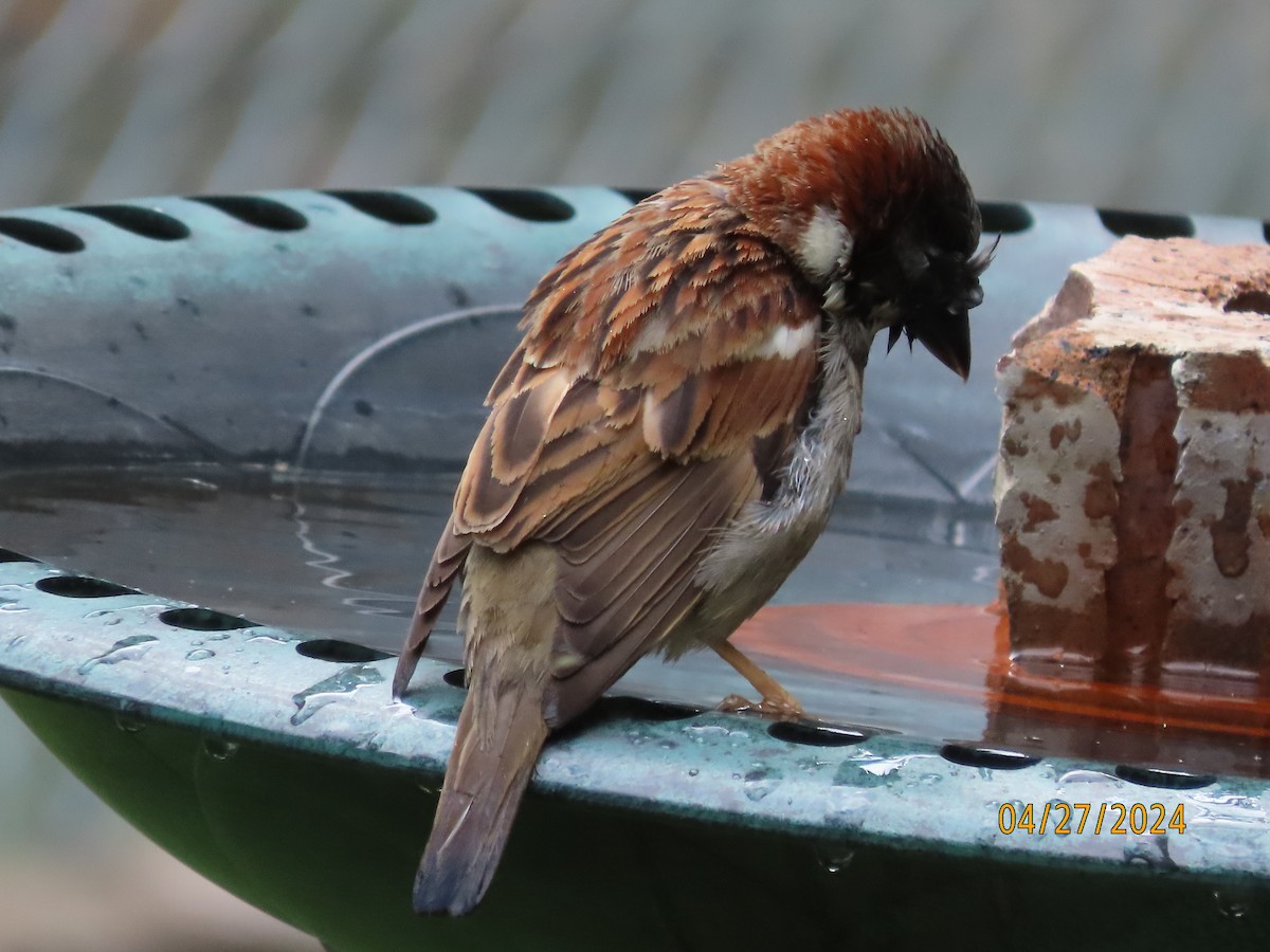 House Sparrow - Susan Leake