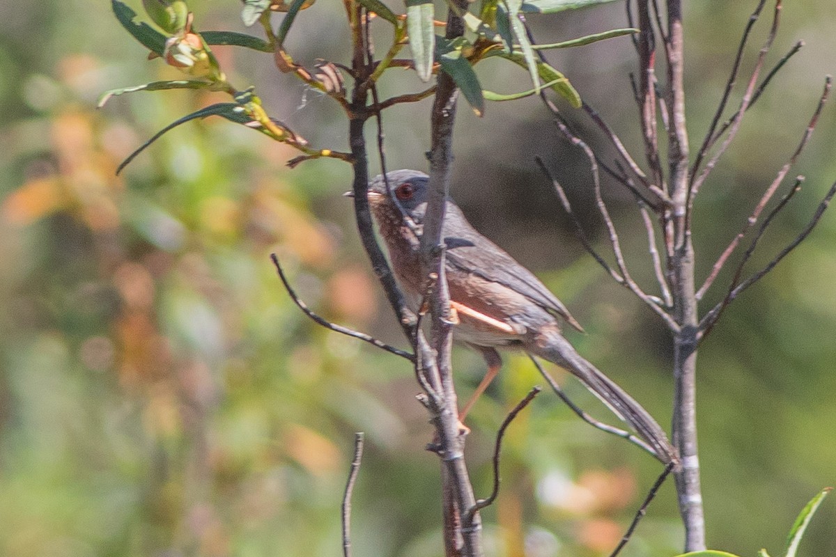 Dartford Warbler - ML618031764