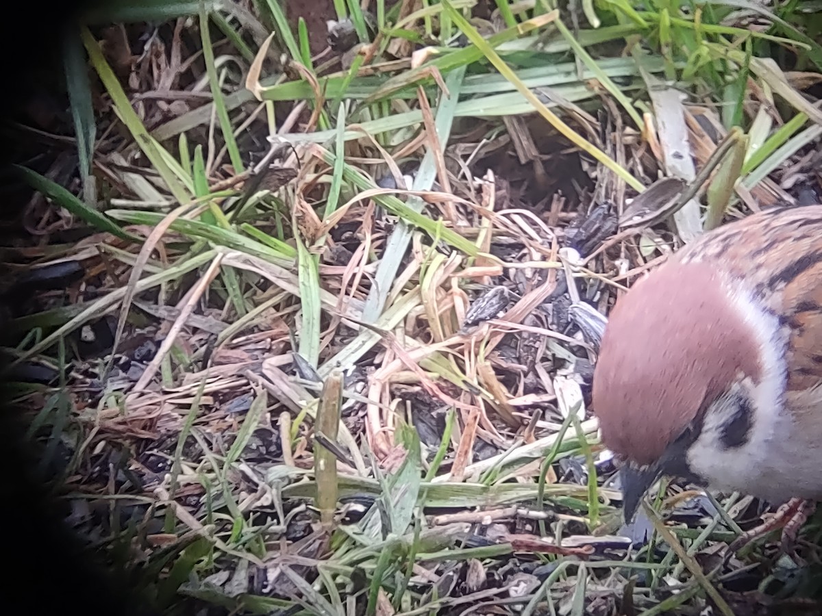 Eurasian Tree Sparrow - Elliott Faye